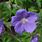 Blue Hardy Geraniums