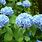 Blue Hydrangea Bushes