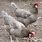 Blue Leghorn Chickens
