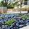 Blue Stones for Landscaping