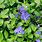 Blue Vinca Plants