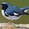 Blue Warbler