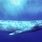 Blue Whale Behavior