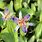 Blue Wonder Toad Lily