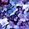Blue and Purple Flowers Wallpaper