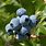 Blueberry Plant