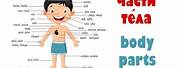 Body Parts Vocabulary Russian
