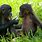 Bonobo Eating