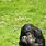 Bonobo Sitting