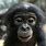 Bonobo Smile