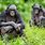 Bonobos and Chimps