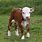 Borns Babies Calves Cows and Bulls Men's