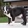 Boston Terrier Puppies Pictures