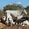 Botswana Cows