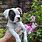 Boxers Dogs White Puppies