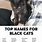 Boy Black Cat Names