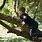 Boy Climb Tree