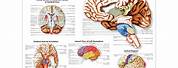 Brain Anatomy Chart