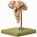 Brain Stem Anatomy Model