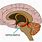 Brein Hipokampos