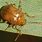 Brown Leaf Beetle