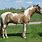 Buckskin Paint Horse