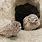 Burrowing Owl Nest
