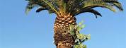 Cactus Palm Tree