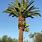 Cactus Palm Tree