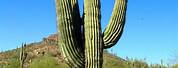 Cactus Plants in Arizona Desert