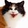 Calico Cat Meowing
