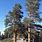 California Pine Trees