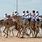 Camel Racing Dubai