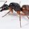 Camponotus AmericanUS
