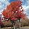 Canadian Red Maple Tree