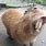 Capybara Teeth