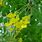 Caragana Arborescens