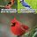 Cardinal Bird Meme