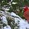 Cardinal Bird in Snow