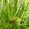Carex Bohemica