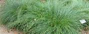 Carex Divulsa Grasses