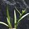 Carex Granularis