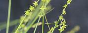 Carex Radiata