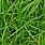 Carex Sedgegrass