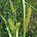 Carex Utriculata