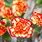 Carnations Flowers/Plants