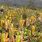 Carnivorous Bromeliads