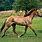 Carolina Marsh Tacky Horse