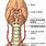 Carotid and Vertebral Arteries