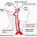 Carotid and Vertebral Artery